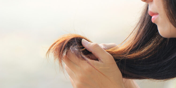 How to treat your dry hair with canola oil?