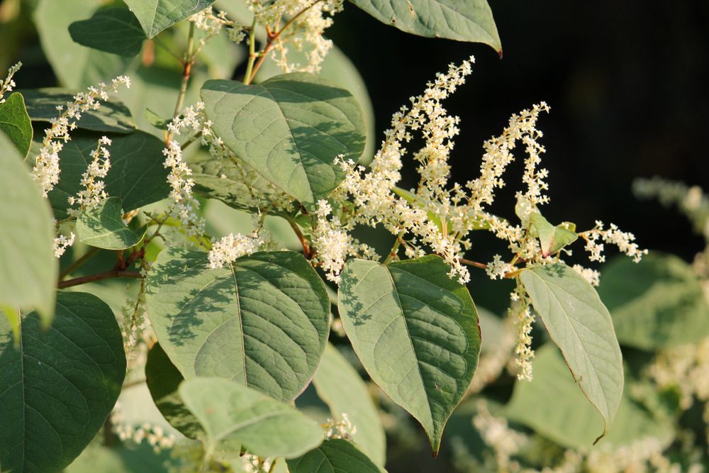 Gardening tips to get rid of Japanese knotweed