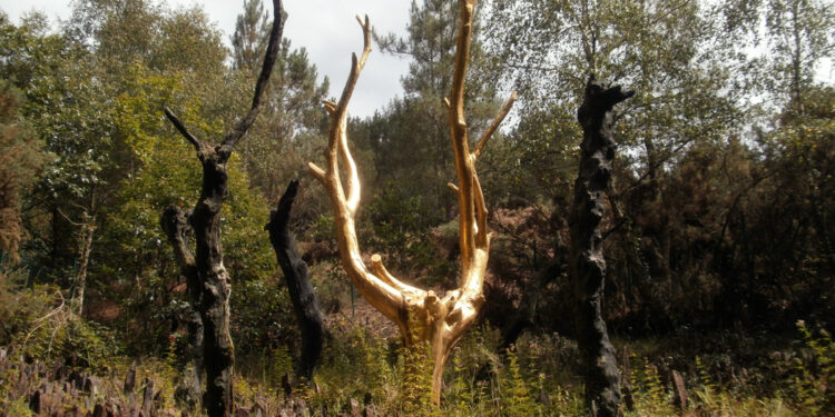 How Growth of Gold on Trees will be of Great Use