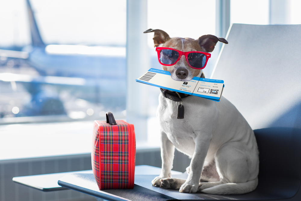 Did you know NY has a luxurious terminal for animals?